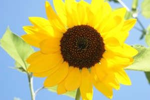sunflower in light